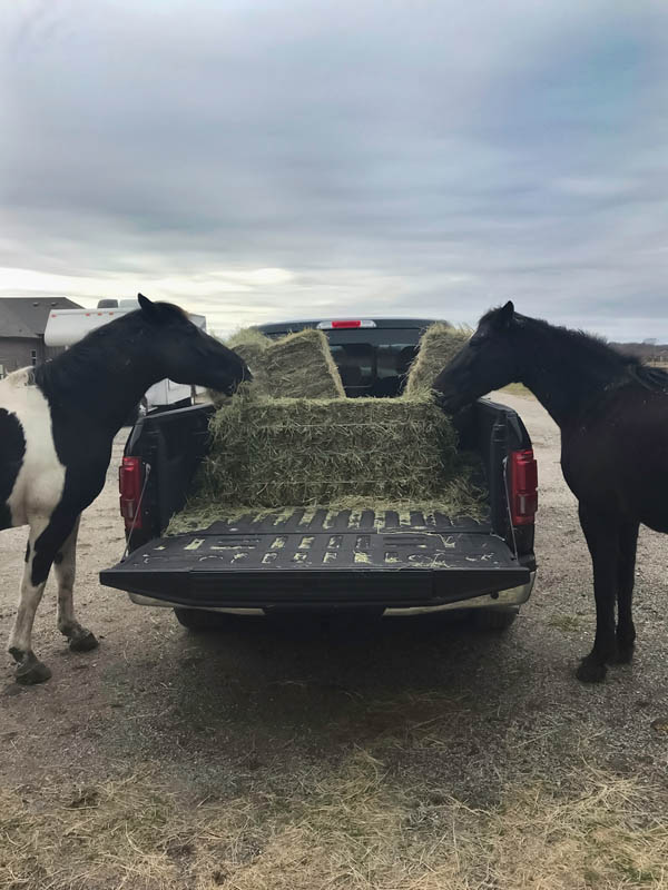 truck bedliners-horses-eating-hay-from-the-bed-of-a-pickup-truck.