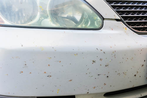 paint-protection-from-dead-bugs
