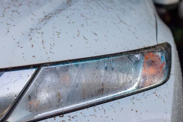 bugs-damage-on-vehicle